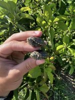 white throat mud turtles.jpg