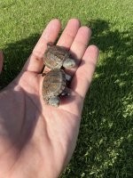 white throat mud turtles 2.jpg