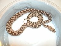 Sonoran Gopher Hueco Tanks juvi male Pic 2.JPG