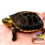 chinese-box-turtles-for-sale.jpg