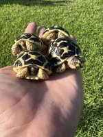 Hatchling sri lankan stars.jpg