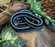 blue garter.jpg