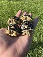Hatchling sri lankan stars 1.jpg