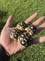 hatchling sri lankan stars 2.jpg