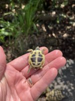 Dalmatian hermann's plastron.jpg