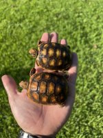 hatchling redfoots 1.jpg