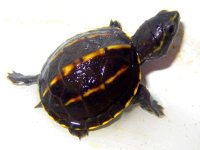 3_striped_mud_turtles_for_sale.jpg