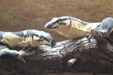 IMG_6775.jpg