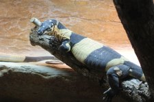 IMG_6762.jpg