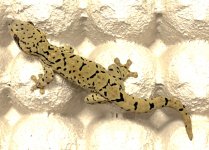 Gaint Spotted Gecko.jpg