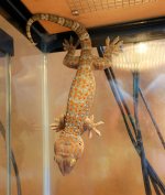 tokay male 5052023 small.jpg
