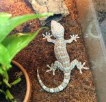 tokay male pair jeff vegas (1).jpg