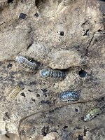 CESKA VERSICOLOR.jpg