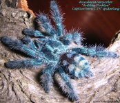 A.versicolor(s)2.jpg