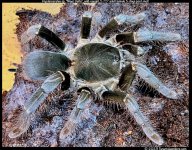 Hysterocrates_Niger_Delta(f)5.75in_AD1.jpg