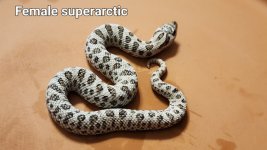 8952[1].jpg