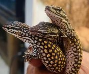 HendrikRedClutchSire1+Dam3.jpg
