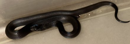IMG_2685.jpg