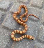 Male Yearling Thayeri.jpg