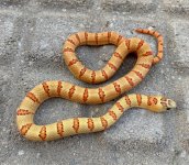 Female Yearling Female 1.jpg