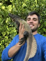 microlophus sale 1.jpg
