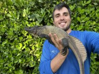 microlophus sale .jpg