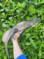 microlophus sale 2.jpg