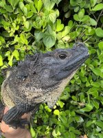 microlophus sale 3.jpg