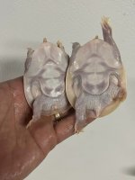 yearling albino chinese 1.jpg