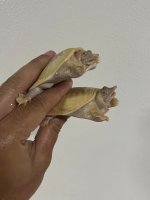 yearling albino chinese 2.jpg