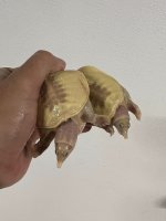 yearling albino chinese 3.jpg