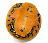 flameback1.1.jpg