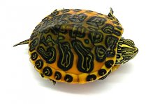 Flameback2.jpg