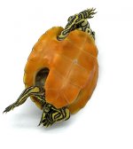 Flameback2.2.jpg