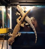 tokay pair regen male1 (1).jpg tokay pair regen male1 (1).jpg