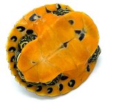 Flameback3.1.jpg