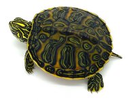 Flame7.jpg