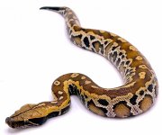 redbloodpython_f7b16f40-a28f-4331-9c2b-b961a216828e (1).jpg