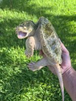 albino snapper.jpg