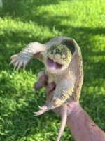 albino snapper 1.jpg