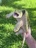 albino snapper 2.jpg