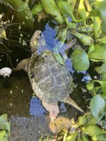 albino snapper 3.jpg
