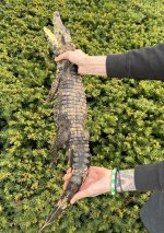 IMG_7410.jpg
