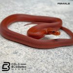 FLAME FEMALE (5).jpg