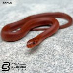 FLAME MALE (2).jpg