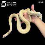 MALE PM-ALB (2).png