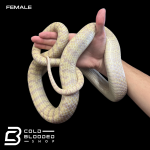 FEMALE PM-ALB.png