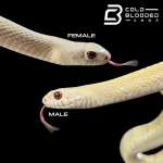 FEMALE PM-ALB (3).png