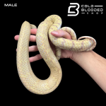MALE PM-ALB.png