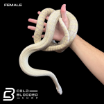 FEMALE PM-ALB (2).png
